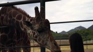 Wine Safari